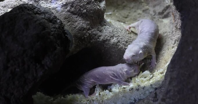 The naked mole-rat, also known as the sand puppy, in an European open environment zoo.