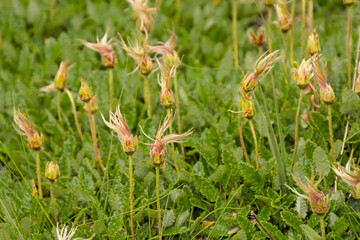 Seed heads of mountain avens, selective focus on a green bokeh background - Dryas octopetala 