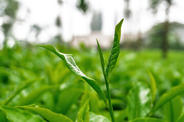 A macro shot of a single, vibrant green tea leaf sprout, representing new growth, freshness, and natural beauty in a plantation