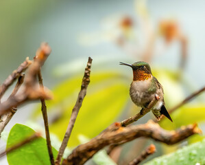 A hummingbird perched on a branch