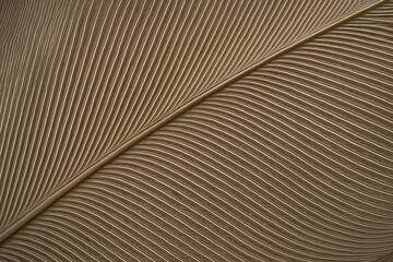 A detailed macro close-up of a feather structure showing its delicate lines and textures, emphasizing natural symmetry and organic design.
