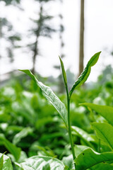 A macro shot of a single, vibrant green tea leaf sprout, representing new growth, freshness, and natural beauty in a plantation