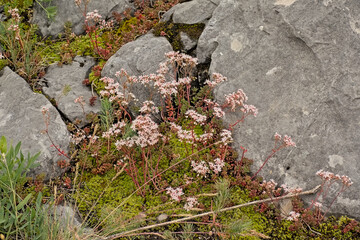white stonecrop flowers in between rocks in the mountains - Sedum album 
