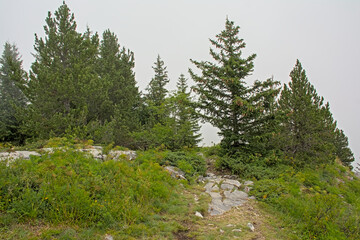 Obraz premium Rocky trail through a pine forest in the mountains in La Vanoise nature reserve, France 