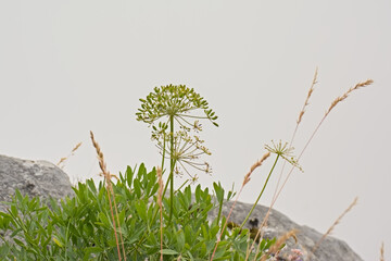 Dill flowers in cloudy mountains in the alps - Anethum graveolens 