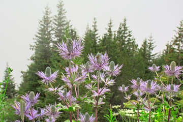 Alpine sea holly or queen of the alps flowers in green and pink, selective focus with bokeh trees in the background - Eryngium alpinum 