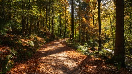 Obraz premium Sun-Dappled Forest Path Autumnal Beauty in a Peaceful Woodland Scene