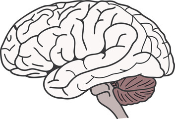 Human Organs Medical Illustration. Detailed Human Organ Artwork. Medical Anatomy Concept Drawing. Human Body Organ Illustration. Internal Organ Medical Artwork. Healthcare Anatomy Illustration Design