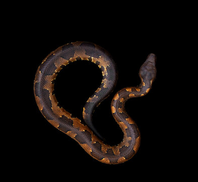 candoia aspera