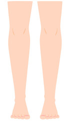 正面から見た両脚