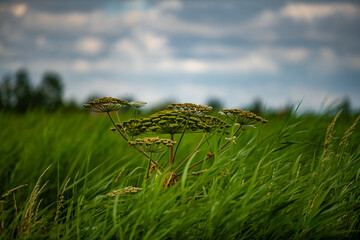 Hogweed plants in the grass