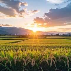 Green Paddy Field at Sunset with Golden Light and Distant Mountain