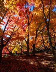 Autumn foliage in a park