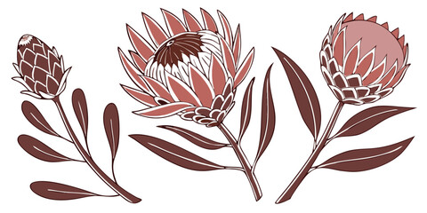 Protea Vector Set Exotic Sculptural Bloom Spiky Decorative Flower Illustration