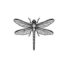 Detailed illustration of a dragonfly with prominent wings and segmented body silhouette vector 