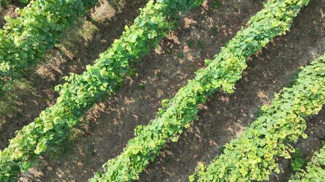 vue a&eacute;rienne d'une vigne dans la r&eacute;gion de Bordeaux en France. Viticulture en difficult&eacute;. Vignoble de Pauillac