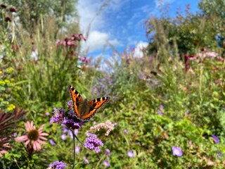 butterfly on a flower