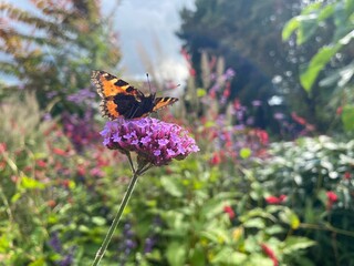 butterfly on a flower