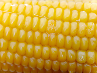 close-up of kernels on a cooked corn cob