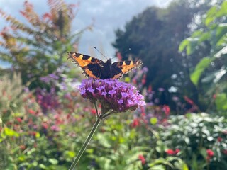 butterfly on a flower