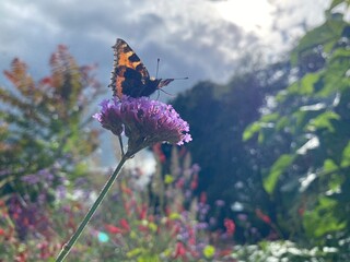 butterfly on a flower, to the sky, Ireland