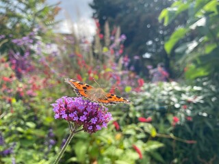 butterfly on a flower