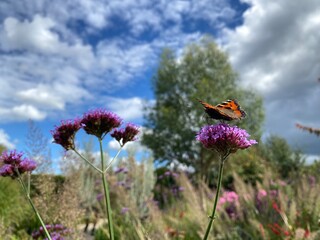 butterfly on a flower with blue sky