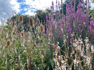 field of colorful flowers in Ireland