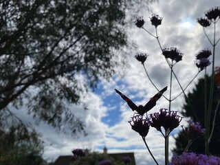 silhouette of a flower