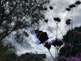 butterfly on a flower