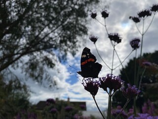 butterfly on a flower