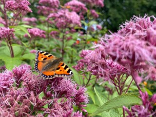 butterfly on flower