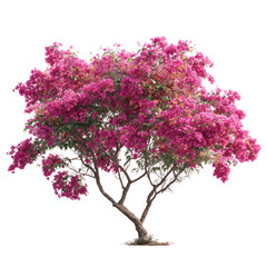 Fototapeta premium Bougainvillea flower tree with multiple flower spikes and green leaves on transparent background