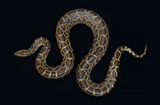 burmese python