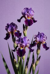 A vibrant display of purple and yellow iris flowers against a soft lavender background, showcasing their delicate petals and green stems