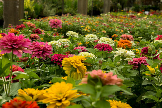 Beautiful zinnia flowers in shades of yellow, white, and pink blooming in a garden, symbol of joy, freshness, and ornamental beauty. Perfect for decoration, gardening, and floral design. - Powered by Adobe