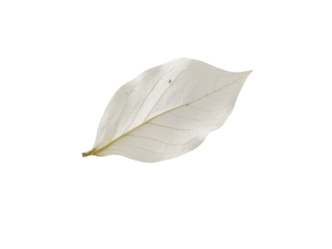 Elegant White Leaf on White Background: Nature, Simplicity and Purity