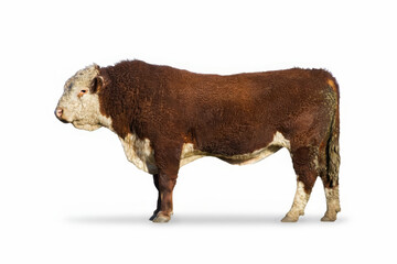 Powerful hereford bull. Side view. White background