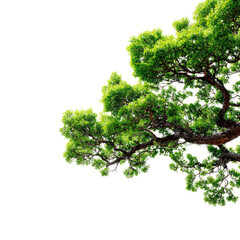 Fototapeta premium Lush green tree canopy
