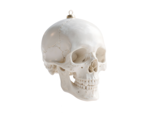 Realistic Skull Ornament on White Background for Halloween