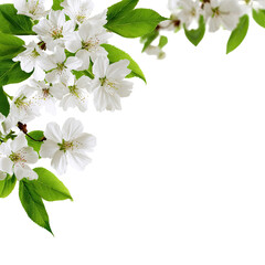 Fototapeta premium Spring blossoms in corner