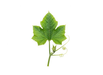 Fototapeta premium Fresh Green Cucumber Leaf on White Background - Isolated