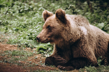Fototapeta premium brown bear in the woods