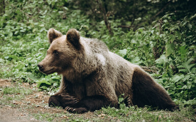 brown bear in the woods