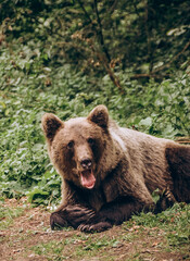 Fototapeta premium brown bear in the forest