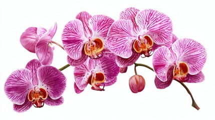 Obraz premium A cluster of vibrant pink orchids with intricate patterns, showcasing their delicate petals and rich colors against a white background