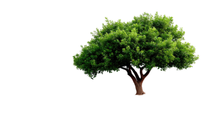 Solitary Tree: A vibrant and healthy single tree, its lush green foliage thriving against a vast and natural backdrop. A timeless symbol of growth and the serenity of the wild.
