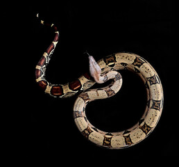 red tail boa