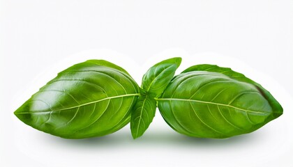 Fototapeta premium close up of fresh green basil herb leaves isolated on transparent background sweet genovese basil