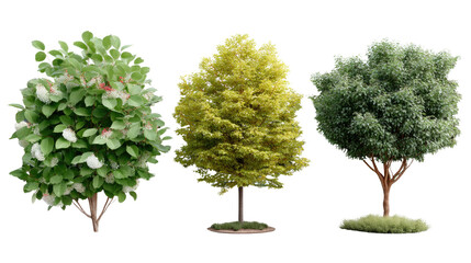 Variety of Trees: A collection of diverse trees, showcasing the beauty and unique characteristics of different arboreal specimens.